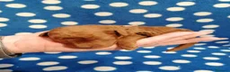 Barboncino cani in vendita: Barboncini nani red cuccioli - Annuncio 16