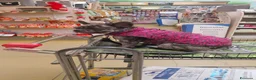 Meticcio cani in vendita: Franchie staff a Provincia di Bergamo - Annuncio 5