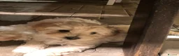 Maltipoo cani in vendita: Cucciolo Maltipoo a Città Metropolitana di Bologna - Annuncio 4