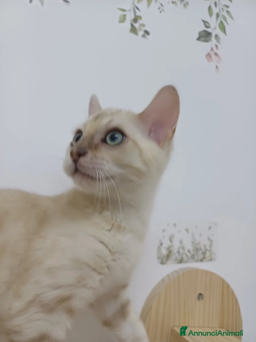 Bengala gatti in vendita: GATTO DEL BENGALA  - Annuncio 5