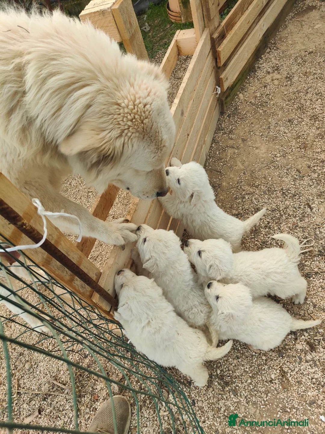Pastore Maremmano cani in vendita: Maremmani  a Francavilla Fontana nati 30 dicembre - Annuncio 12