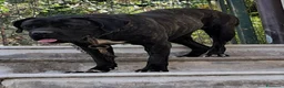 Cane Corso cani in vendita: Spettacolari cuccioli di Cane Corso  - Annuncio 13