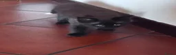 Maine Coon gatti in vendita: Cuccioli di Maine coon - Annuncio 4