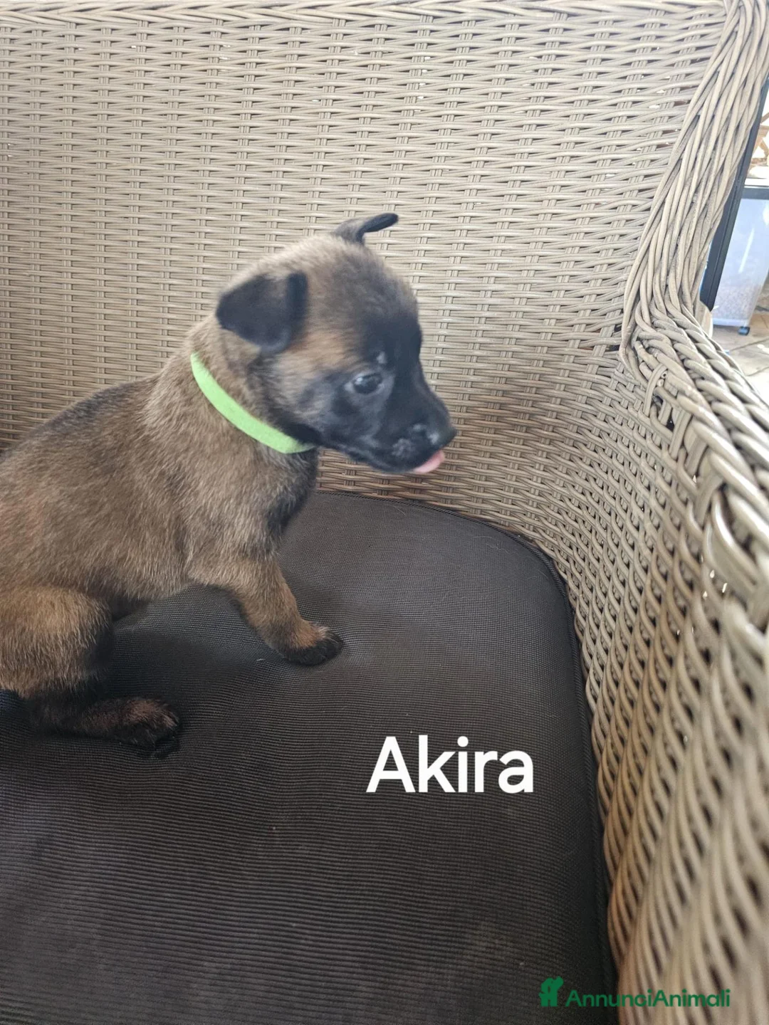 Pastore Belga cani in vendita: Cuccioli di Cane da Pastore Belga Malinois - Annuncio 2