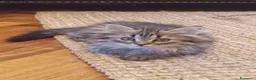 Siberiano gatti in vendita: Bellissimo cucciolo siberiano a Città Metropolitana di Bologna - Annuncio 14