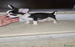Chihuahua cani in vendita: Chihuahua mini toy  a Città metropolitana di Milano - Immagine 7