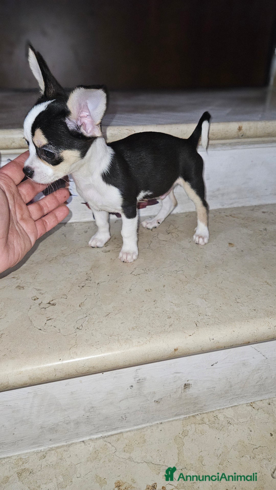 Chihuahua cani in vendita: Chihuahua mini toy  a Città metropolitana di Milano - Immagine 7