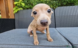 Levriero cani in vendita: Piccolo levriero italiano  a Provincia di Prato - Immagine 7