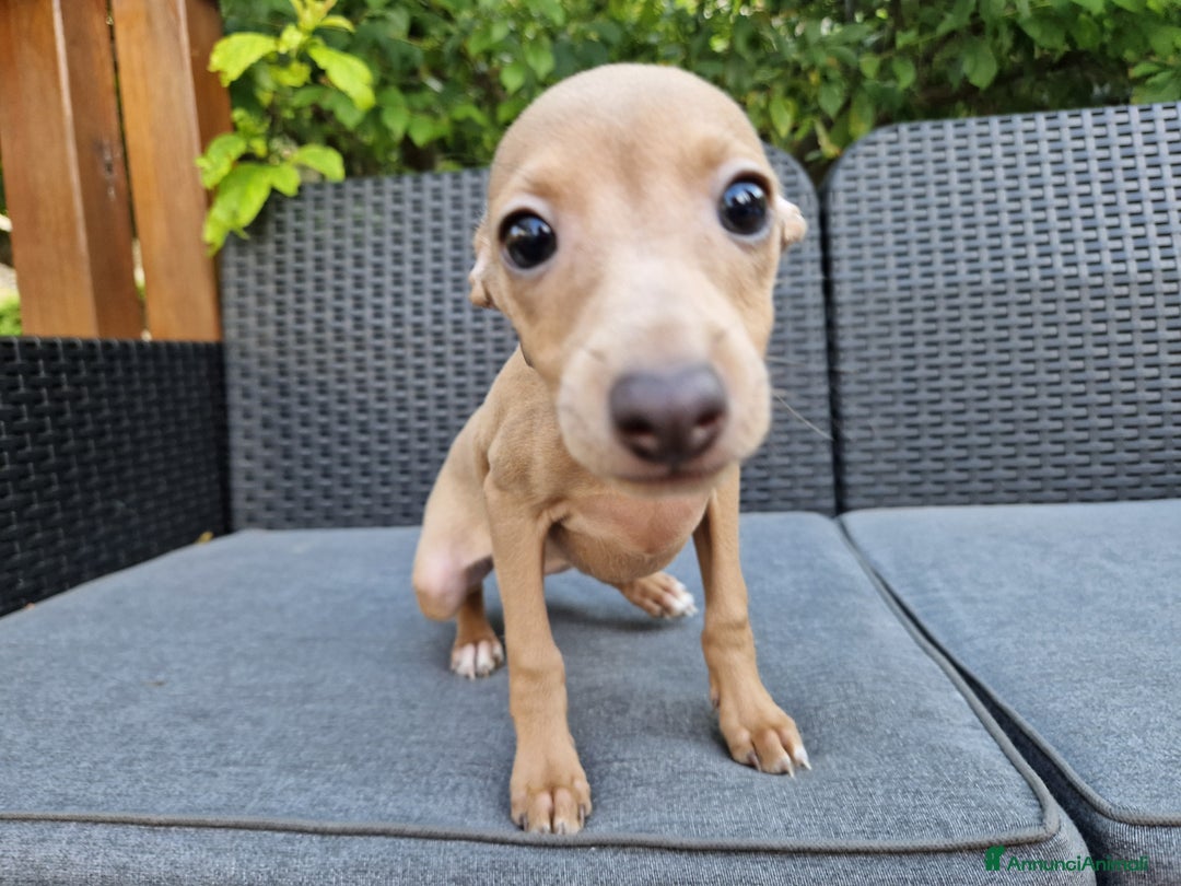 Levriero cani in vendita: Piccolo levriero italiano  a Provincia di Prato - Immagine 7