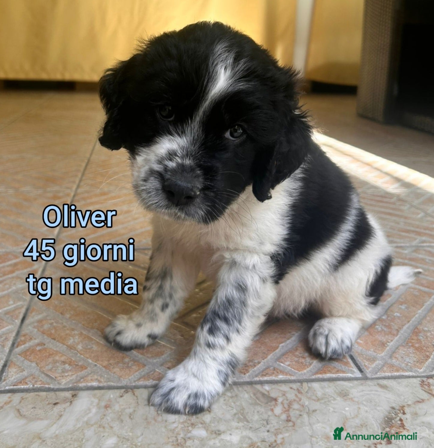 Meticcio cani ADOTTA UN CUCCIOLO  - Annuncio 5
