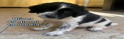 Meticcio cani in regalo: ADOTTA UN CUCCIOLO  a Provincia di Reggio Emilia - Annuncio 1