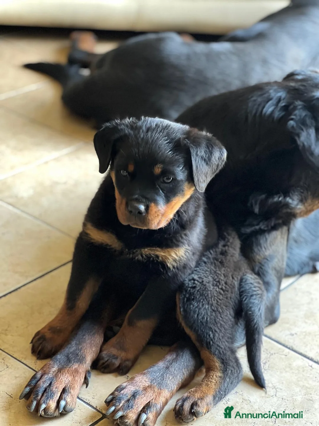 Rottweiler cani in vendita: Rottweiler cucciolata toooop - Annuncio 2