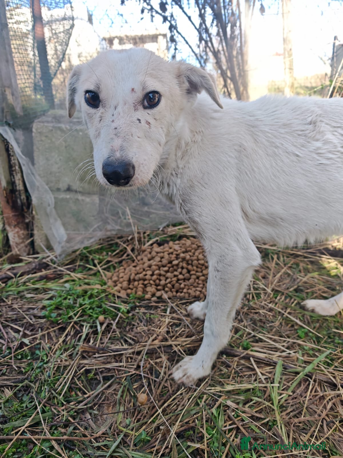 Meticcio cani Oipe: docile e socievole. Taglia contenuta  - Annuncio 2