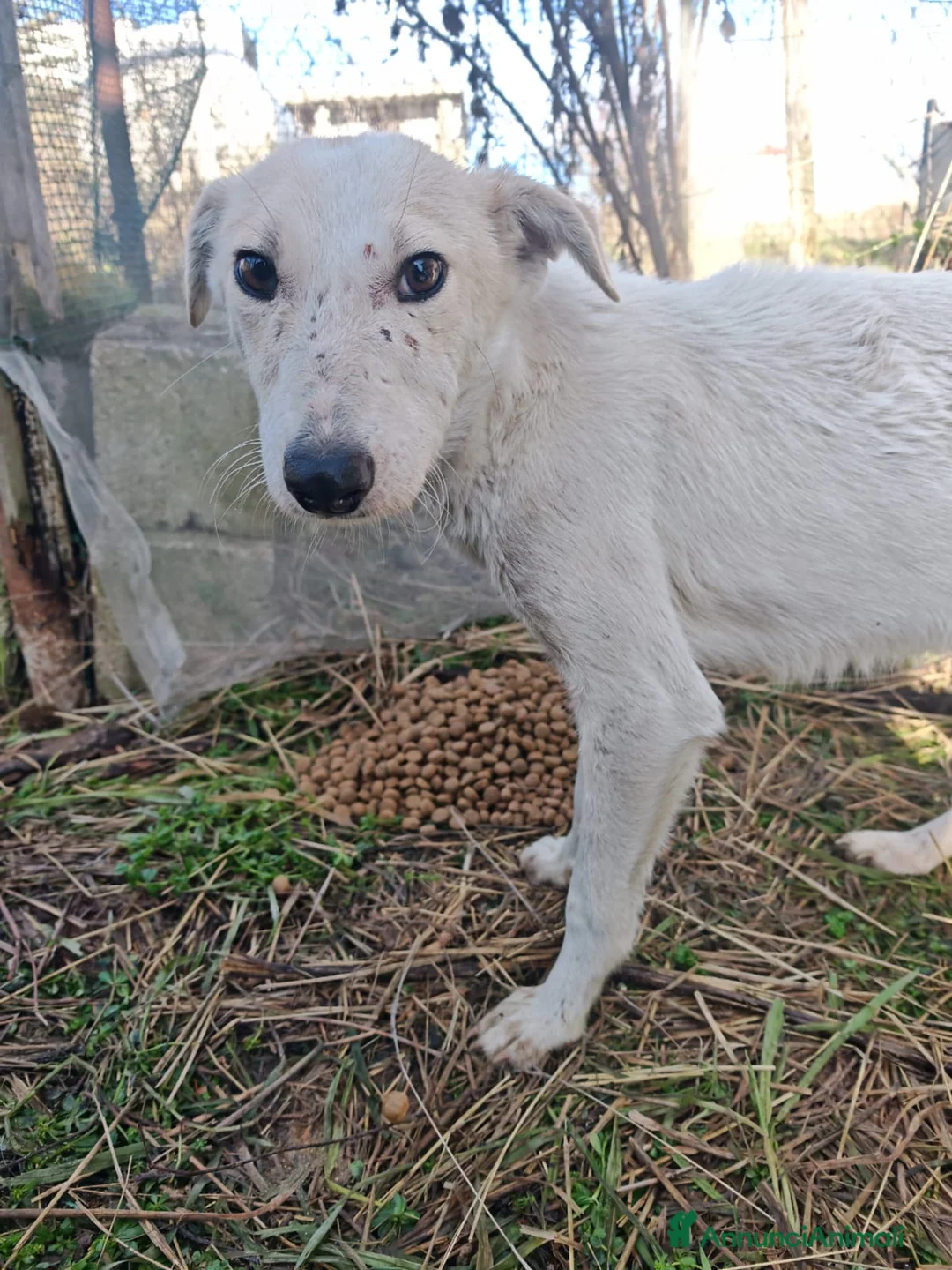 Meticcio cani in regalo: Oipe: docile e socievole. Taglia contenuta  - Annuncio 2
