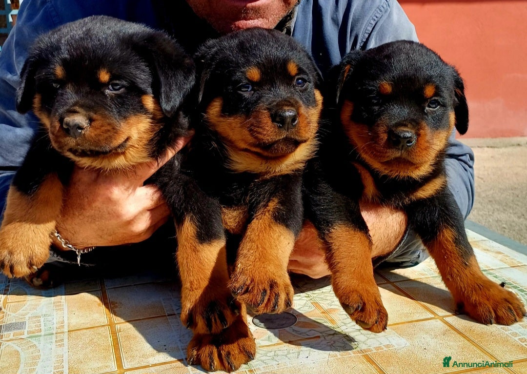 Rottweiler cani in vendita: Disponibili cuccioli Rottweiler  - Annuncio 10