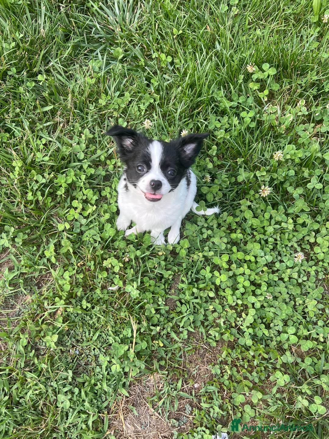 Chihuahua cani in vendita: Femmina pedigree pelo lungo a Provincia di Reggio Emilia - Immagine 3