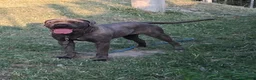 Cane Corso cani in vendita: Spettacolari cuccioli di Cane Corso  - Annuncio 11