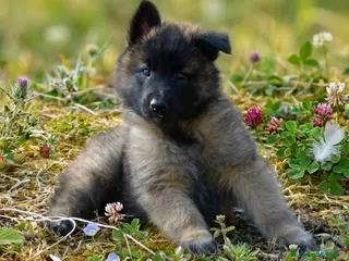 Pastore Belga cani Allevamento di Casa Rinaldi - Annuncio 37