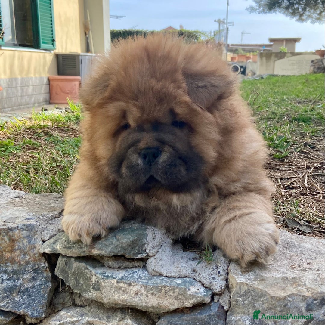 Chow Chow cani in vendita: Chow Chow Cucciole femmine nero e rosso  - Annuncio 20
