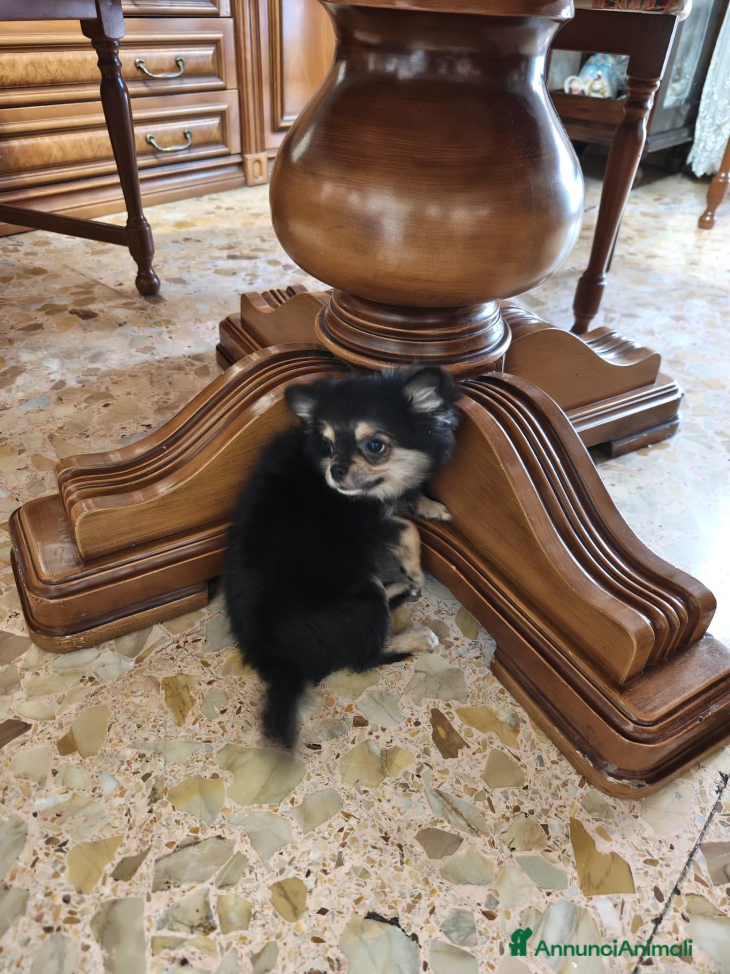 Chihuahua cani Chihuahua - Annuncio 1