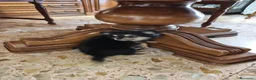 Chihuahua cani in vendita: Chihuahua - Annuncio 1
