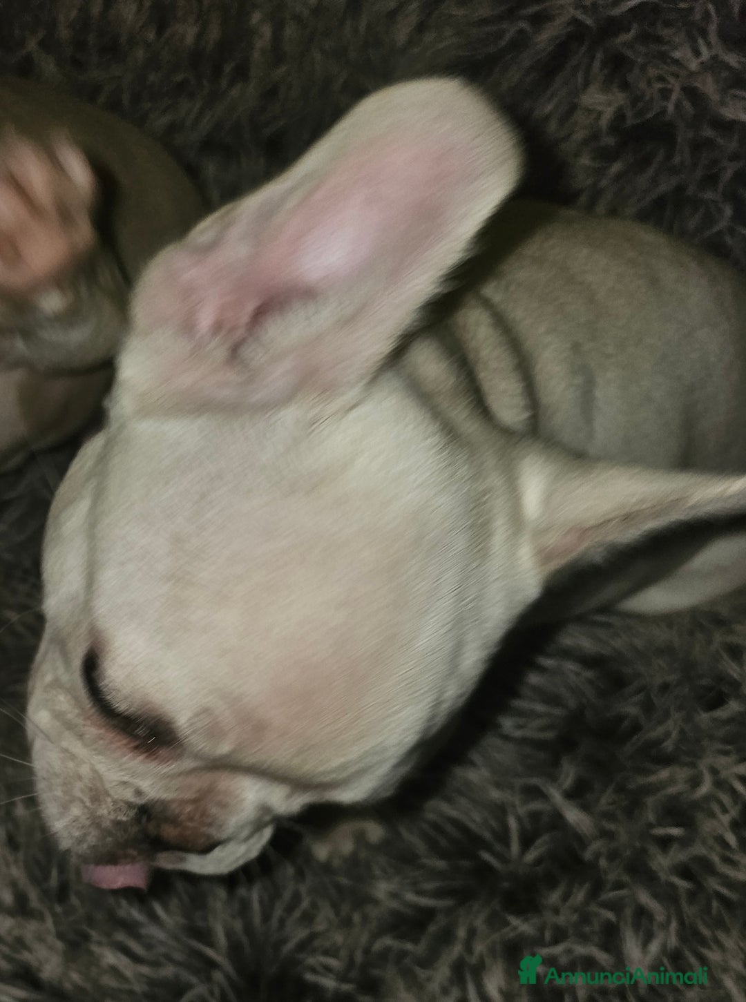 Bulldog Francese cani in vendita: Cuccioli buldog francese! - Annuncio 4