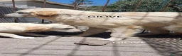 Pastore Abbruzzese Maremmano cani in regalo: Maremmano cuccioli e Mamma Perla - Annuncio 2