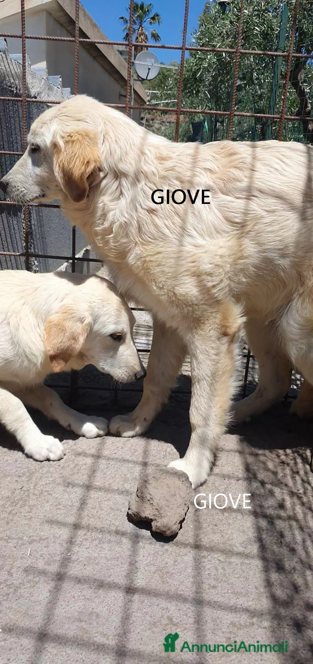 Pastore Abbruzzese Maremmano cani in regalo: Maremmano cuccioli e Mamma Perla - Annuncio 2