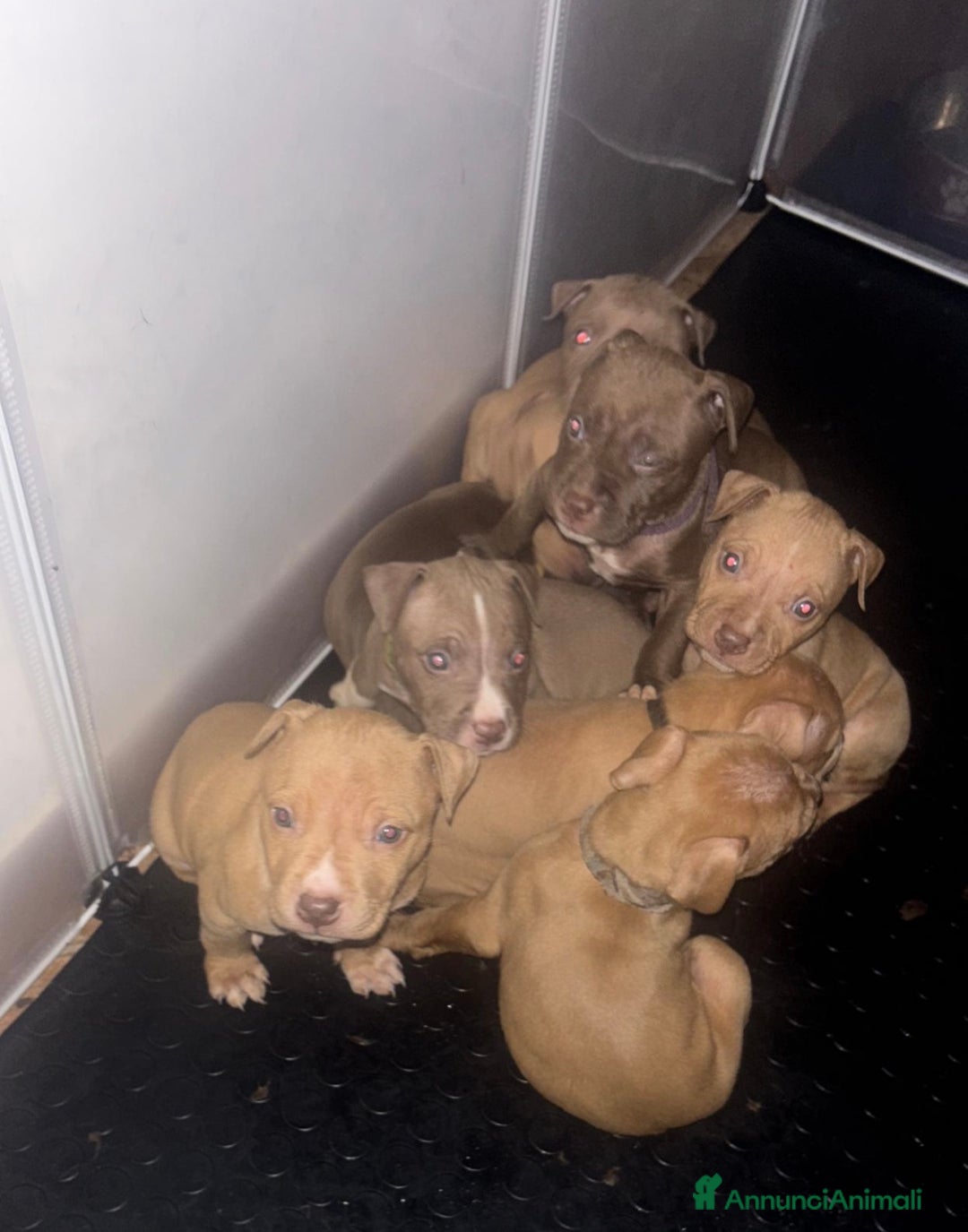 Pitbull cani in vendita: American PitBull Terrier Red Nose  - Annuncio 5