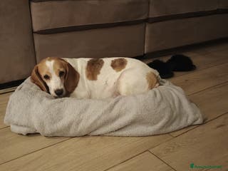 Beagle cani Luna, Beagle femmina di 6 anni e mezzo cerca casa - Annuncio 3