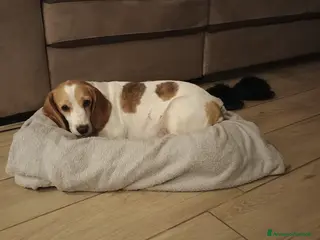 Beagle cani Luna, Beagle femmina di 6 anni e mezzo cerca casa - Annuncio 2
