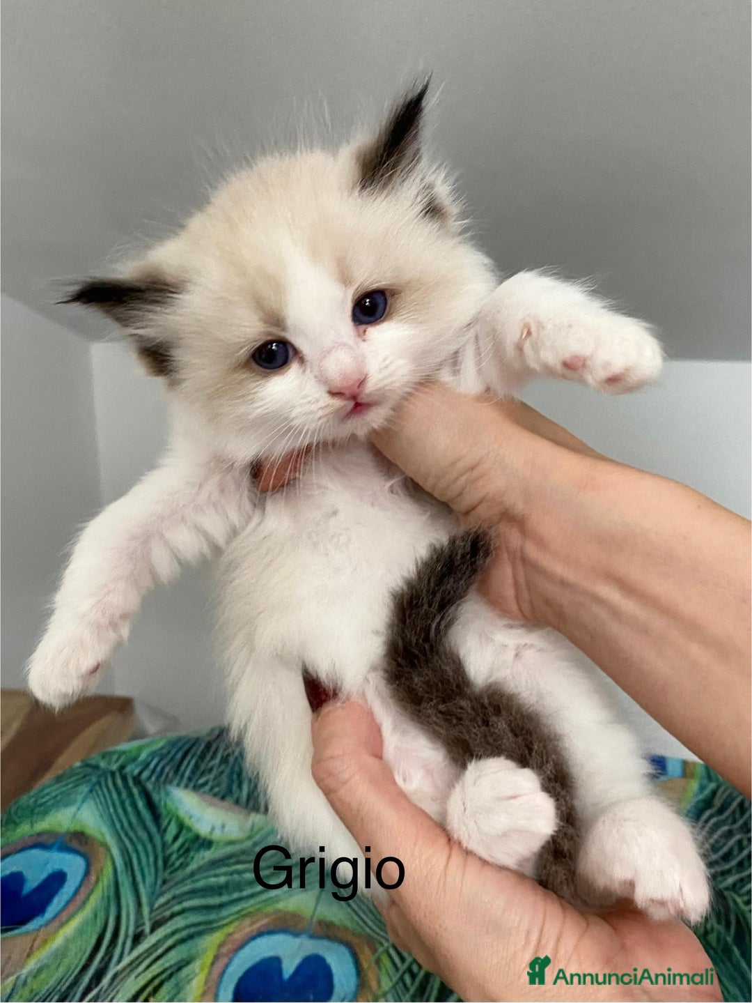 Ragdoll gatti in vendita: Cuccioli ragdoll bicolor con Pedigree  - Annuncio 4