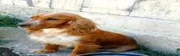 Cocker cani in vendita: cocker a Libero consorzio comunale di Siracusa - Annuncio 2