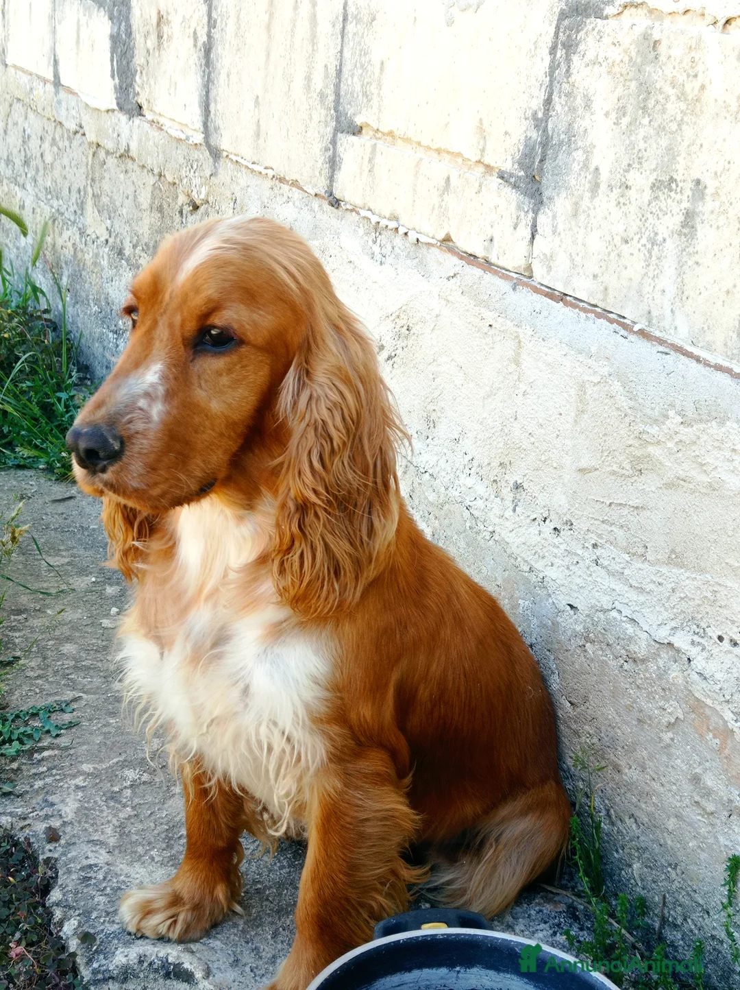 Cocker cani in vendita: cocker a Libero consorzio comunale di Siracusa - Annuncio 2