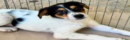 Meticcio cani in regalo: Bloom a Provincia di Forlì-Cesena - Annuncio 3