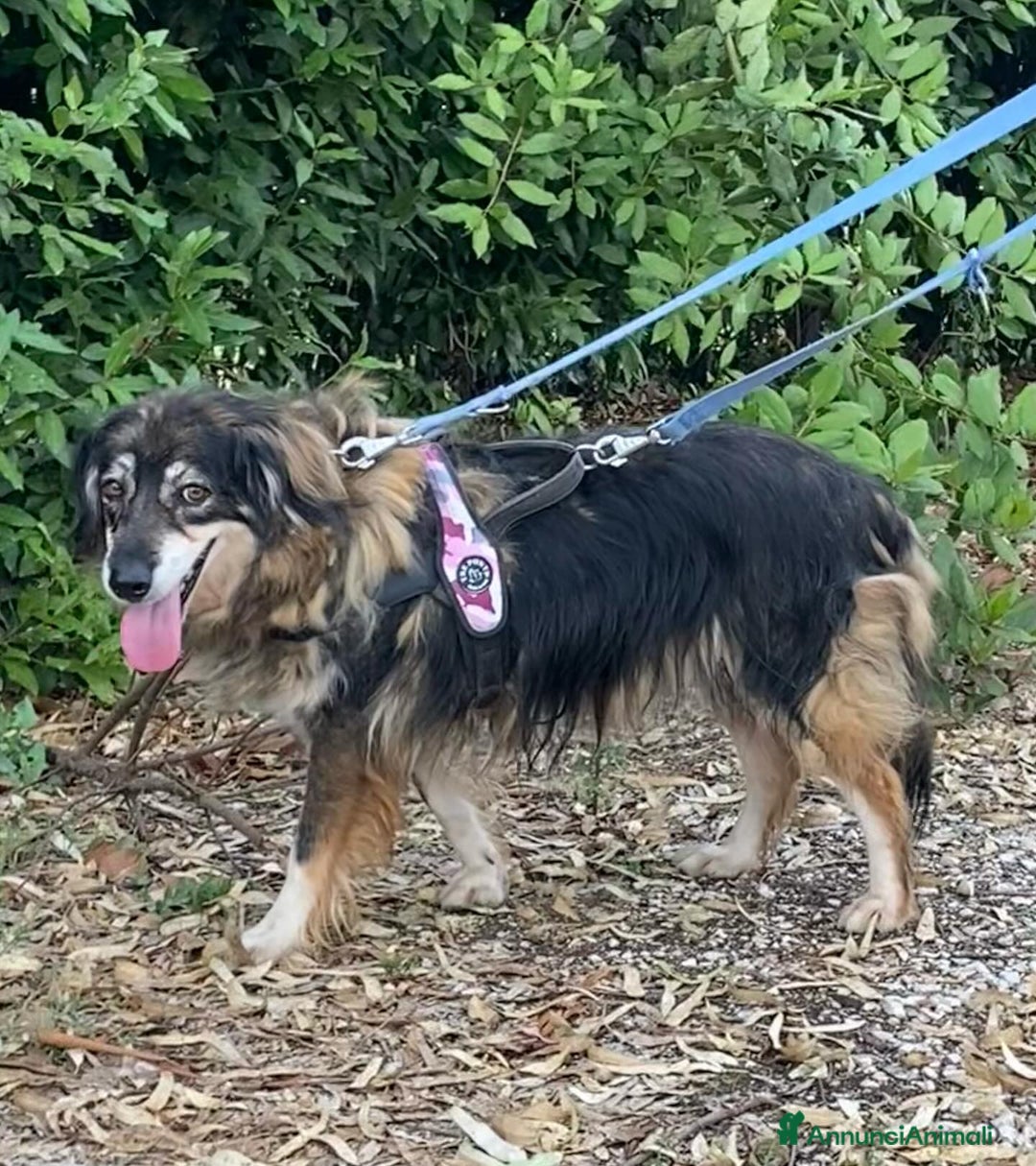 Meticcio cani in regalo: Sally dolce cagnolina taglia media adozione Latina - Annuncio 6