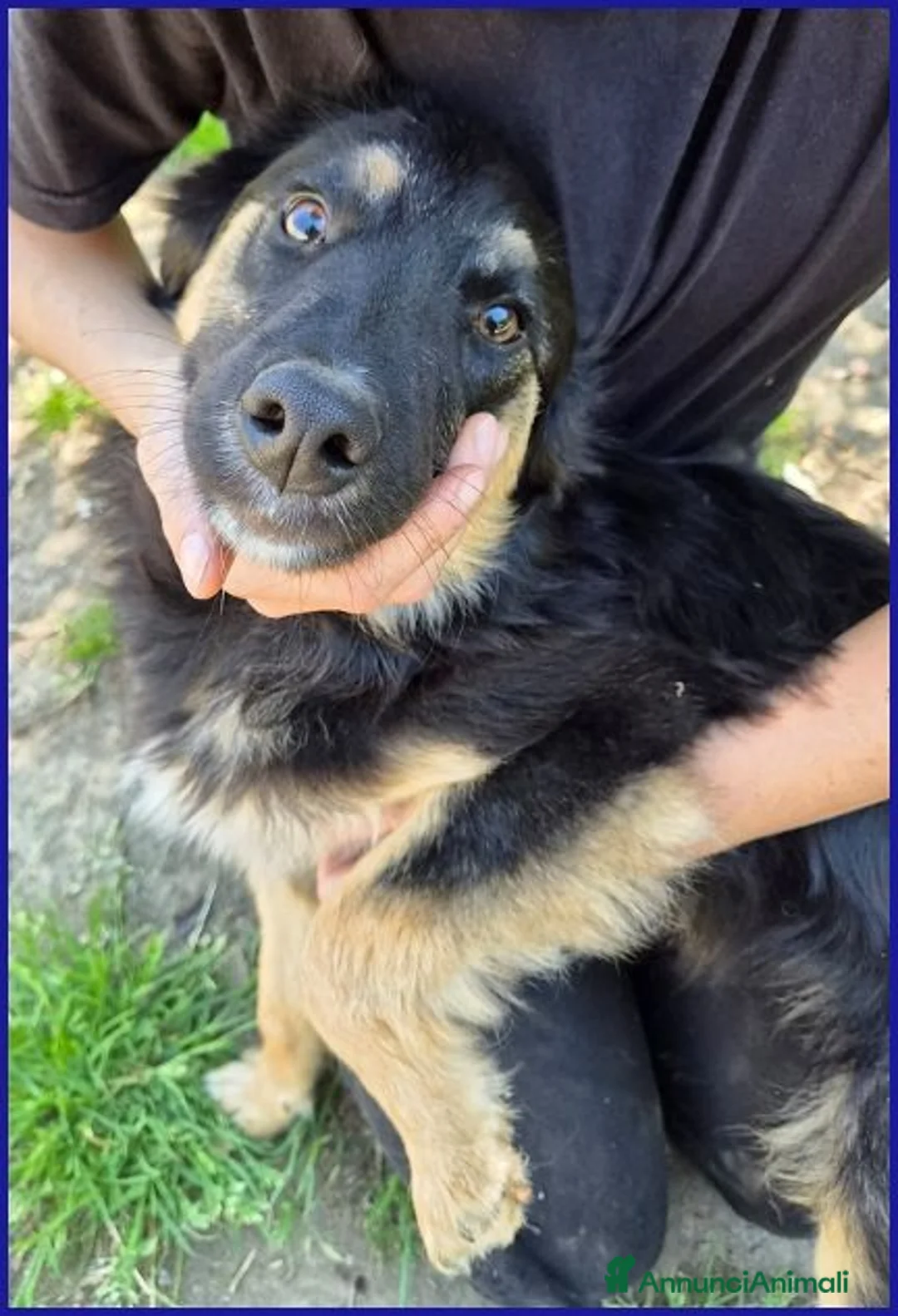 Meticcio cani in regalo: SEMOLINO simpatico mix border - Annuncio 2