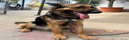 Meticcio cani in regalo: NEO BELLISSIMO PASTORE TEDESCO - Annuncio 8