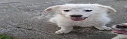Meticcio cani in regalo: EROS 💙 una nuvola bianca. Con quattro zampe. a Città Metropolitana di Torino - Annuncio 3