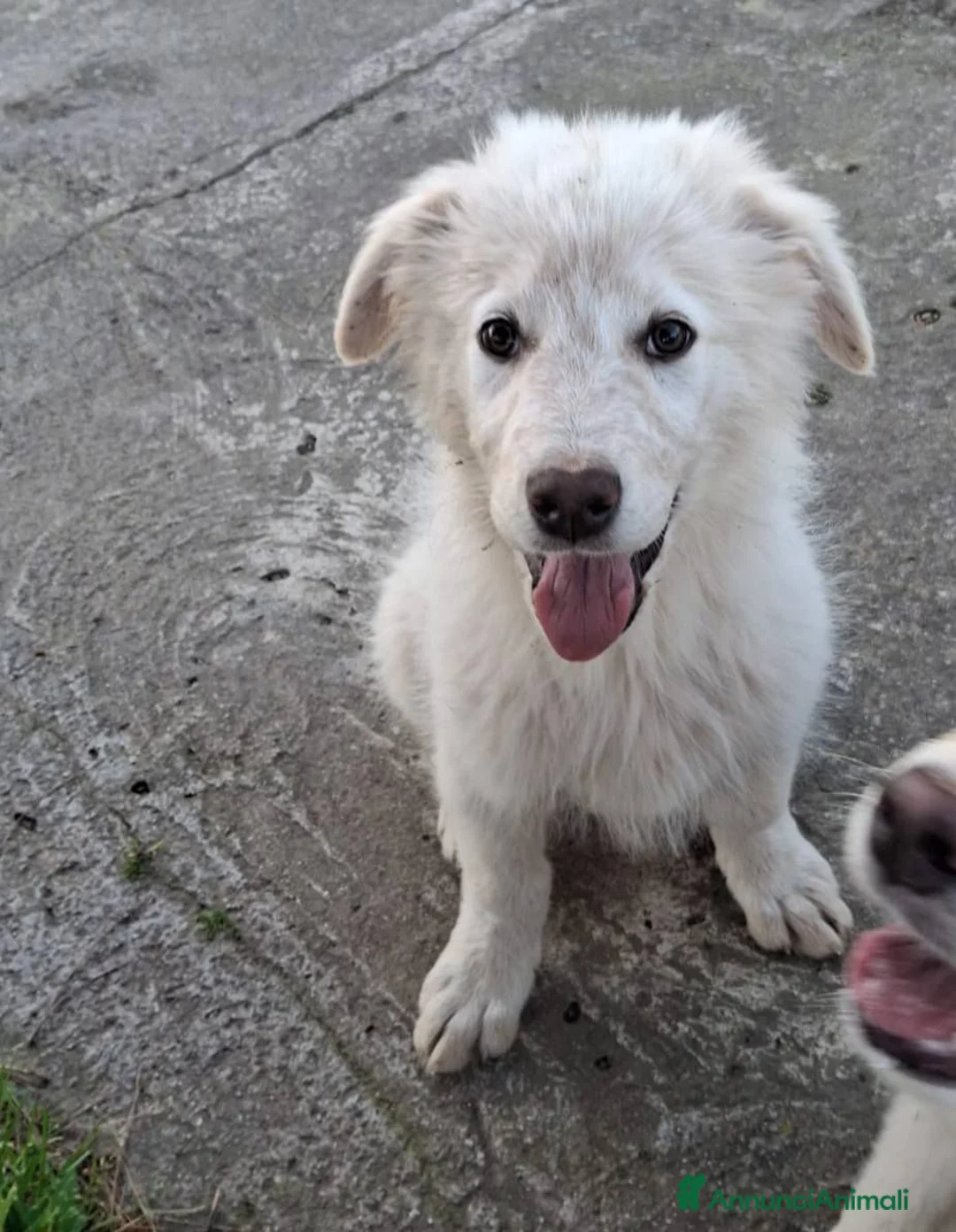 Meticcio cani in regalo: EROS 💙 una nuvola bianca. Con quattro zampe. a Città Metropolitana di Torino - Annuncio 3