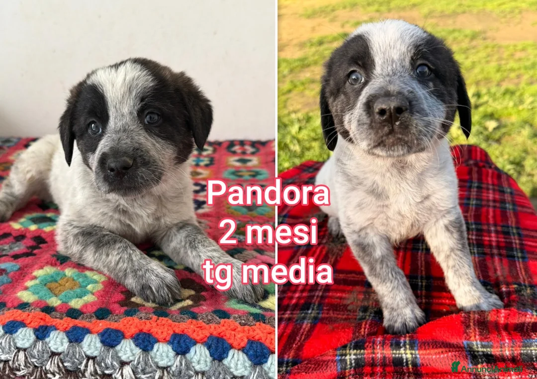 Meticcio cani in regalo: CUCCIOLI BISOGNOSI: URGENTE! - Annuncio 4