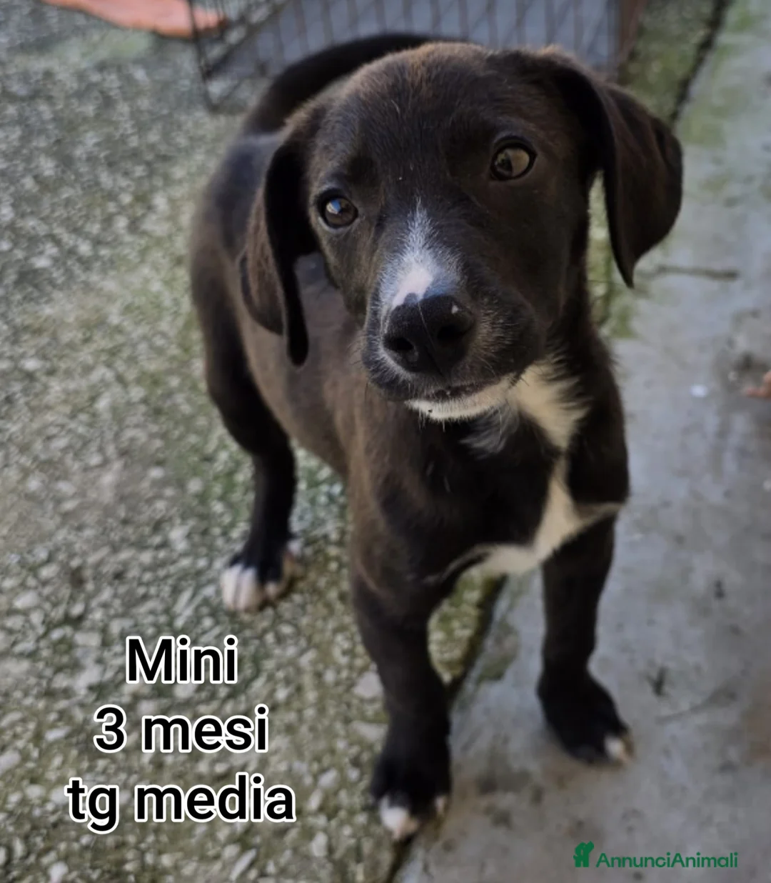 Meticcio cani in regalo: CUCCIOLI TENERISSIMI SENZA FUTURO a Provincia di Modena - Annuncio 13