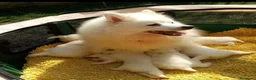 Volpino Italiano cani in vendita: Cuccioli di volpino italiano - Annuncio 3