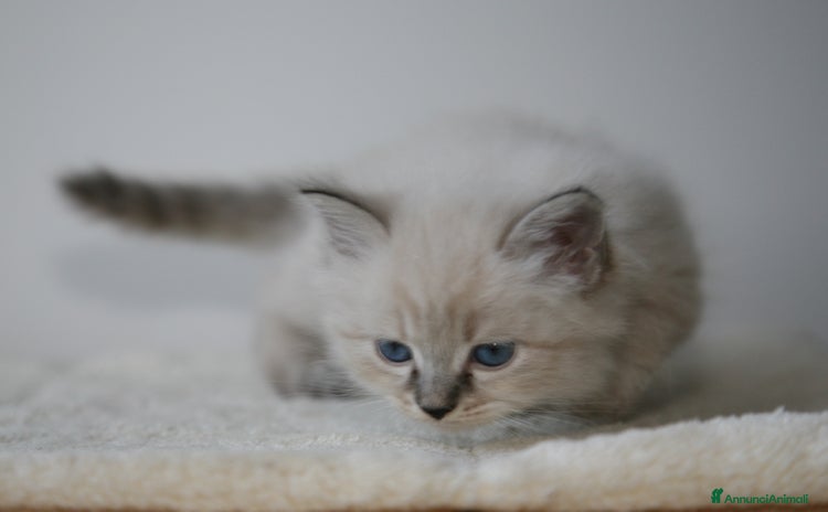 Siberiano gatti Cucciolo Neva Masquerade a Città metropolitana di Roma Capitale - Annuncio 17