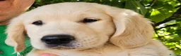 Golden Retriever cani in vendita: CUCCIOLI GOLDEN RETRIEVER  - Annuncio 8