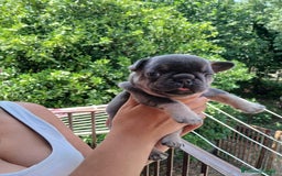 Bulldog Francese cani in vendita: cuccioli bulldog francese a Provincia di Avellino - Immagine 1