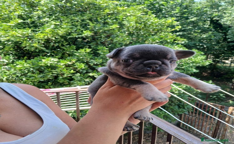 Bulldog Francese cani a Provincia di Avellino - Annuncio 9
