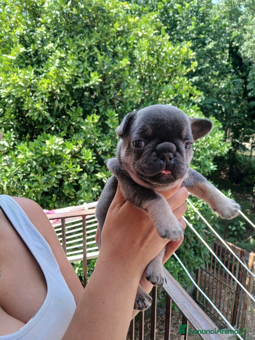 Bulldog Francese cani in vendita: cuccioli bulldog francese a Provincia di Avellino - Immagine 1