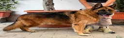 Pastore Tedesco cani in regalo: IBRA PASTORE TEDESCO - Annuncio 2