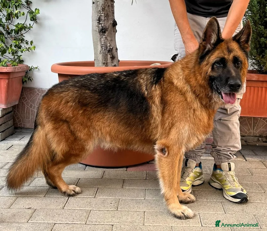 Pastore Tedesco cani in regalo: IBRA PASTORE TEDESCO - Annuncio 2